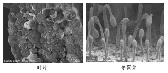 1769407796514067948.png 20260203 细胞生物学平台日立(Hitachi)SU8600冷场发射扫描电子显微镜上机培训通知 内插3.png