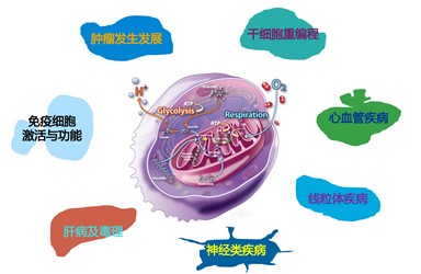 20251028 共享仪器平台Seahorse XF细胞能量代谢分析技术大型讲座通知 封面图.jpg