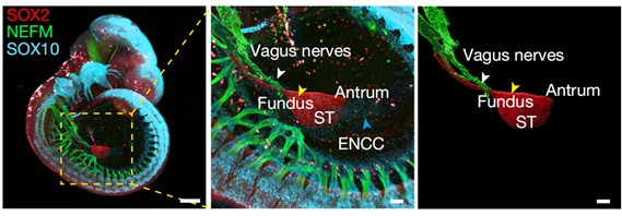1763448525631045199.jpg 20251126 共享仪器平台Zeiss Lightsheet 7光片显微镜上机培训通知 封面图.jpg